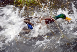 Water Dance