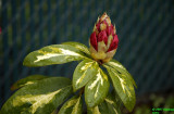 Face in the flower