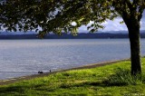 Fern Ridge Lake scene