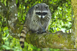 Treed Bandito