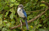 Western Scrub Jay
