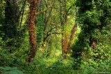 Forest Wonderland - Alton Baker Park