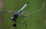 Blue Dasher.jpg