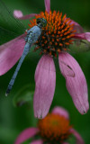 Eastern Pondhawk.jpg