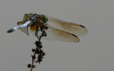 Blue Dasher.jpg