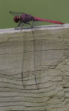 Carmine Skimmer.jpg