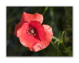 226 Papaver rhoeas