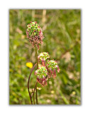 929 Sanguisorba minor
