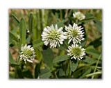 1134 Trifolium montanum