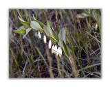2903 Polygonatum odoratum