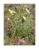 775 Reseda lutea