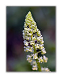 775 Reseda lutea