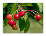 1072 Prunus cerasus