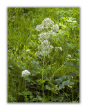 2013 Valeriana officinalis