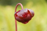 Pitcher plant