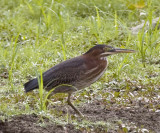 GREEN HERON