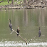 DOUBLE-CRESTED CORMORANTS