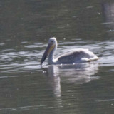 AMERICAN WHITE PELICAN