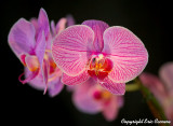 Orchids