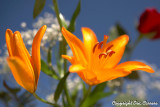 Tiger Lilies