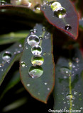 Les boules de cristal :o))