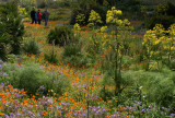 flowers up to acropolis in Segesta
