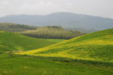 great blooming landscapes around Barrafranca