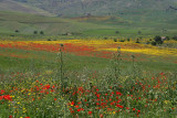 blooming flower fields