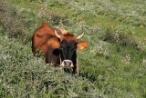 bio-agriculture