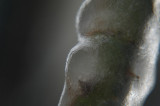 macro ice and rose