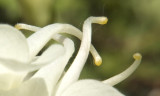 macro
