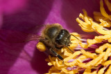 bee's face