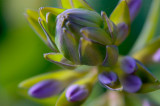 Warsaw's Botanical Garden treasures