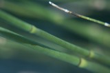 T T C ELEMENTS- the couch-grass.