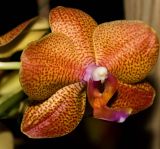 _MG_7017_edited-1 copy.jpg