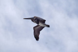 first pelican