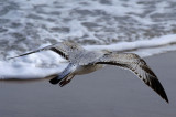 seagull