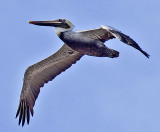 third pelican