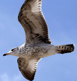flying seagull