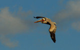 Pelican Returning at Sunset