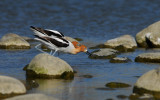 American Avocets