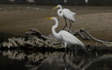 Great Egrets