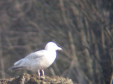 Nelson's Gull