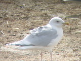 Kumlien's Iceland Gull