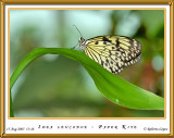 DSC_3754_mariposario1.jpg