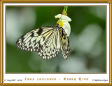 DSC_3807_mariposario1.jpg