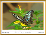 DSC_3695_mariposario1.jpg