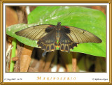 DSC_3935_mariposario1.jpg