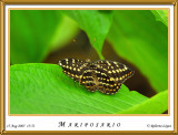 DSC_4024_mariposario1.jpg
