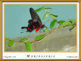 DSC_4185_mariposario1.jpg
